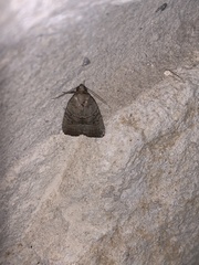 Elaphria fuscimacula