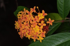 Ixora congesta