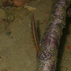 Cybister lateralimarginalis