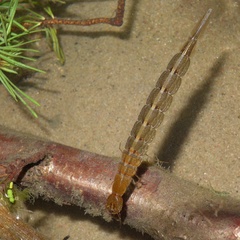 Cybister lateralimarginalis