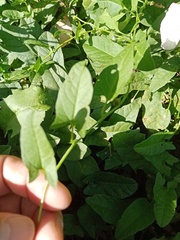 Convolvulus arvensis