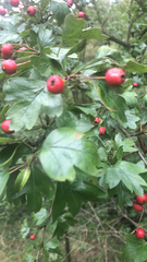 Crataegus