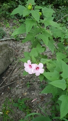 Hibiscus laevis