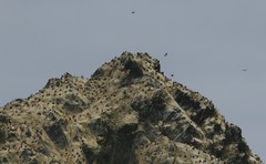 Leucocarbo georgianus