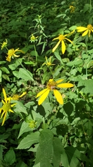 Hibiscus laevis