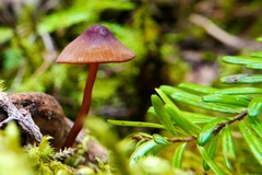 Mycena subsanguinolenta