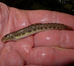 Cobitis taenia
