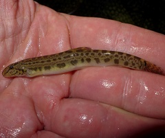 Cobitis taenia