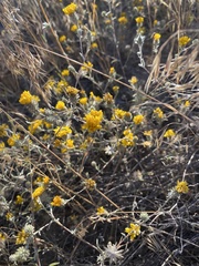 Lessingia glandulifera