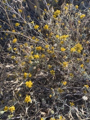 Lessingia glandulifera
