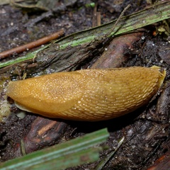 Arionidae