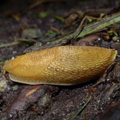 Arionidae