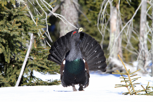 Galliformi
