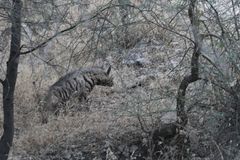 Hyaena hyaena