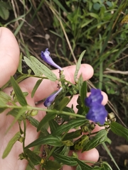 Scutellaria scordifolia