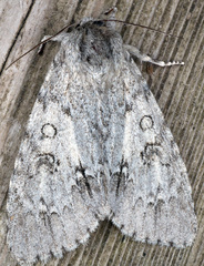 Acronicta americana