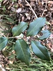 Diospyros pentamera