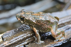 Rhinella granulosa