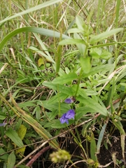 Scutellaria scordifolia