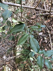 Diospyros pentamera