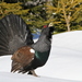 Western Capercaillie - Photo (c) Christoph Moning, some rights reserved (CC BY)
