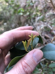 Diospyros pentamera