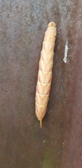 Smerinthinae