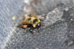 Bombus rufocinctus