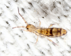 Orchesella celsa