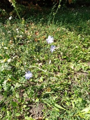 Cichorium intybus