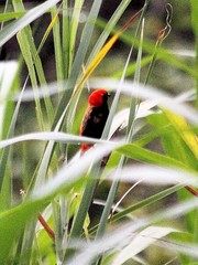 Euplectes nigroventris