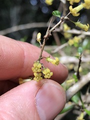 Pittosporum viscidum