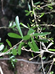 Pittosporum viscidum