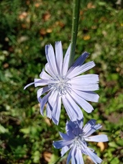 Cichorium intybus