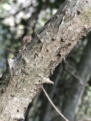 Pittosporum viscidum