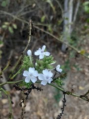 Plumbago zeylanica