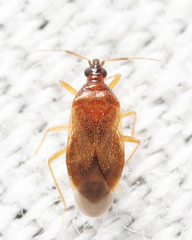 Amphiareus obscuriceps