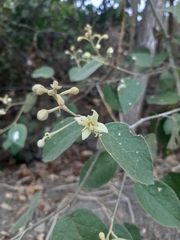 Capparicordis crotonoides