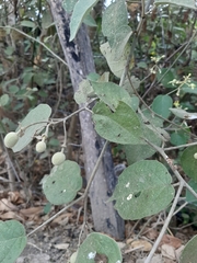 Capparicordis crotonoides
