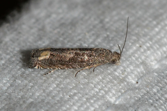Epiblema minutana