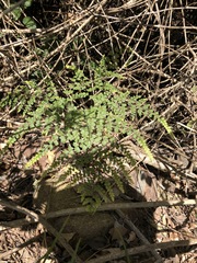 Adiantum formosum