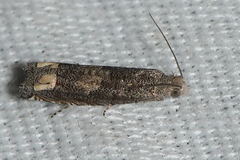 Epiblema minutana