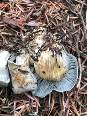 Hygrophorus caeruleus