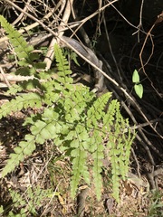 Adiantum formosum
