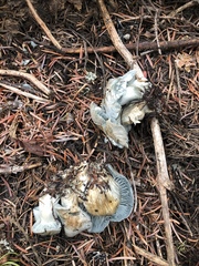 Hygrophorus caeruleus