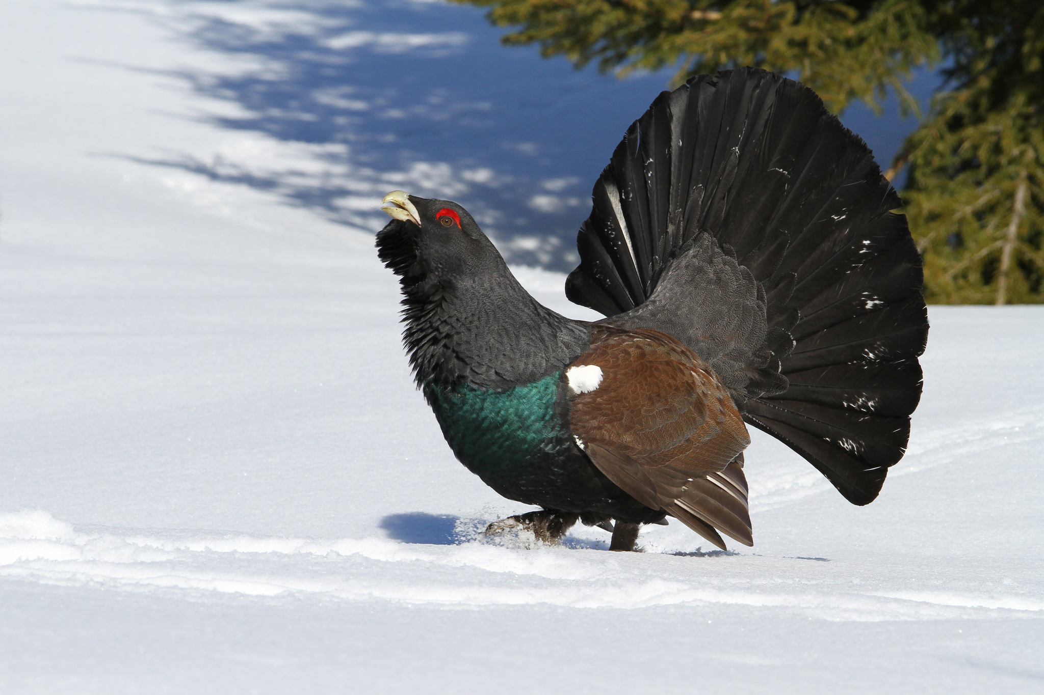 Western Capercaillie (Tetrao urogallus)