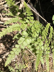 Adiantum formosum