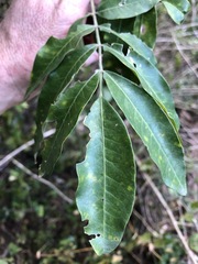 Flindersia xanthoxyla