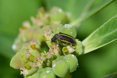 Astylus limbaticollis