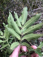 Flindersia xanthoxyla